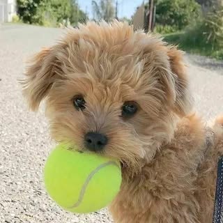 buy theme page