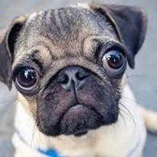 buy theme page
