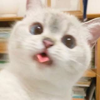 buy theme page