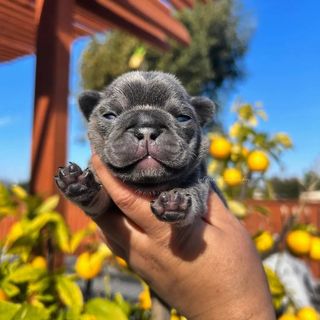 buy theme page