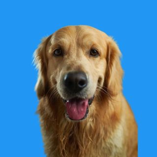 buy theme page