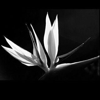 buy theme page