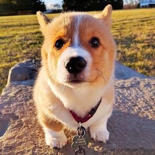 buy theme page