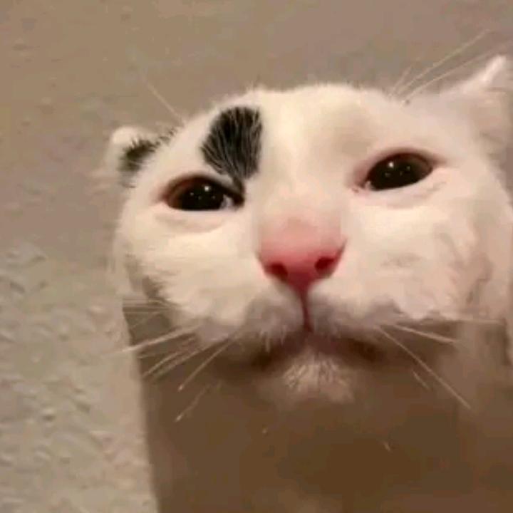 buy tiktok account