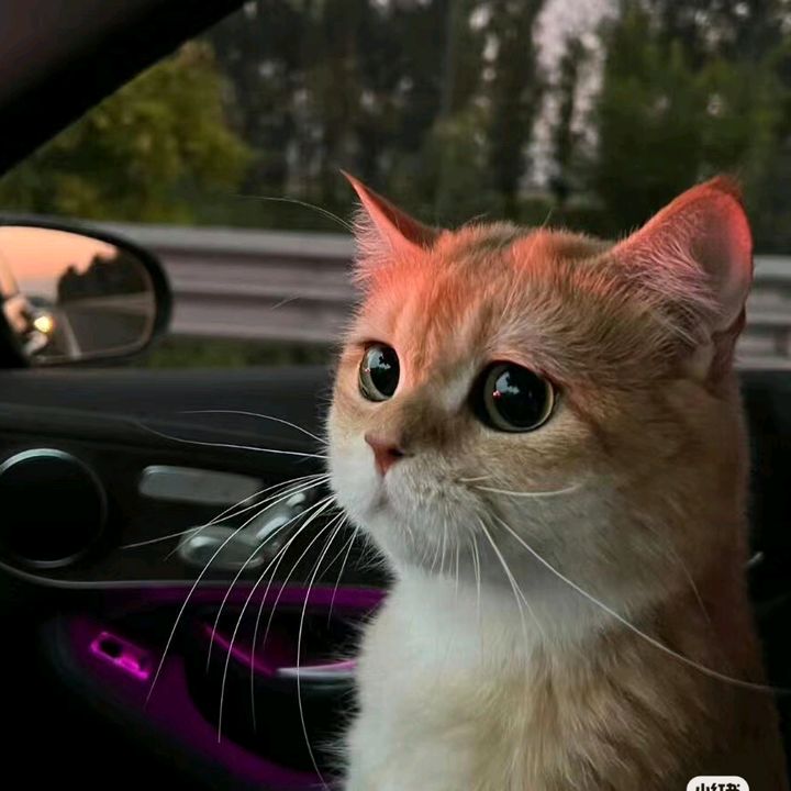 buy tiktok account