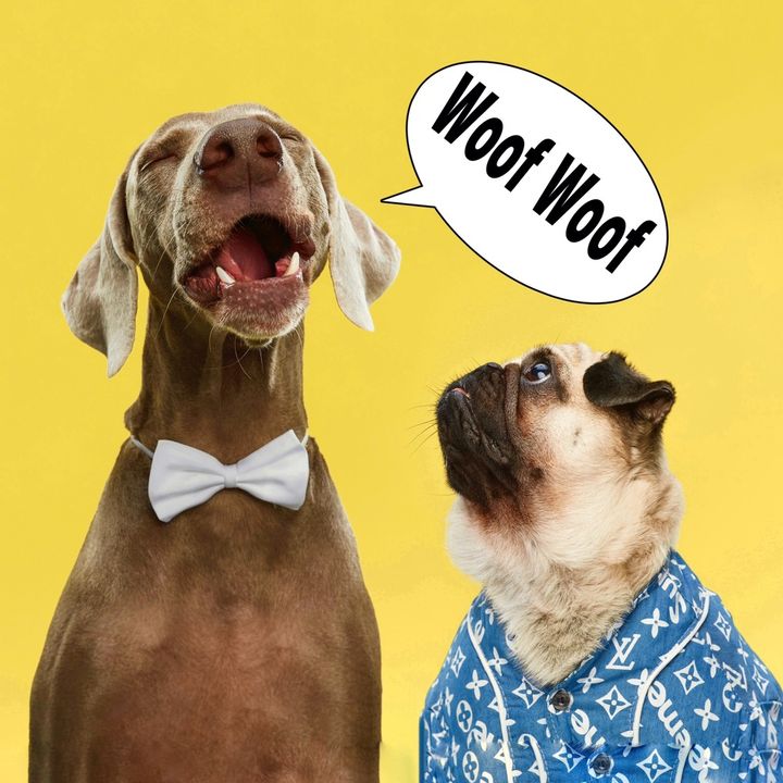 buy  account ****tdogs