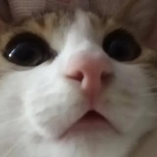 buy theme page