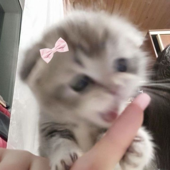 buy tiktok account