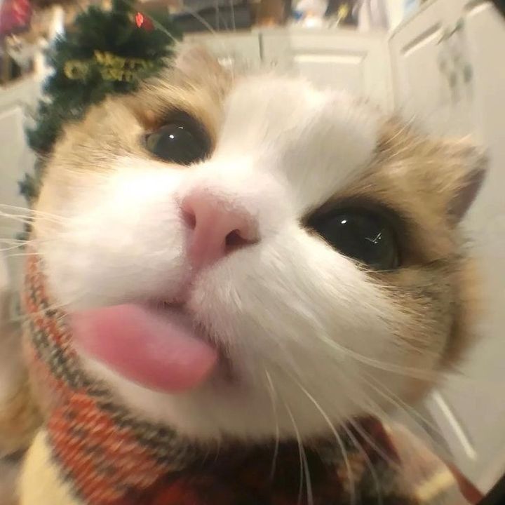 buy tiktok account
