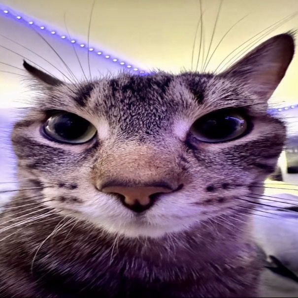 buy tiktok account