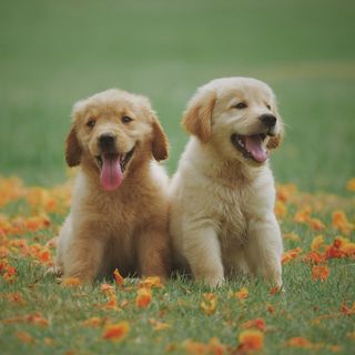 buy theme page