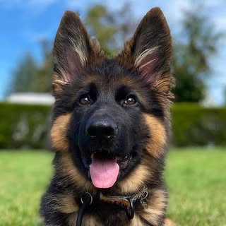 buy theme page