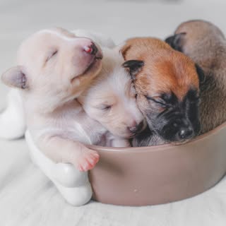buy theme page