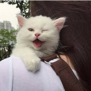 buy theme page
