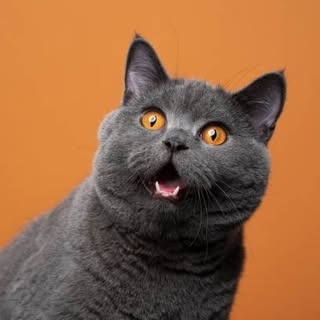 buy theme page