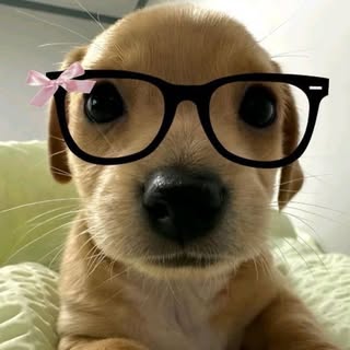 buy  account ******tvideos