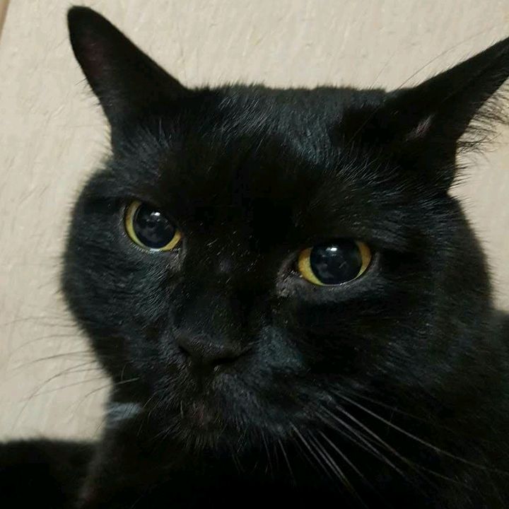 buy tiktok account