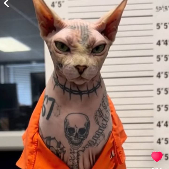 buy tiktok account