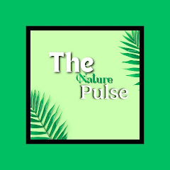 buy  account ********re Pulse