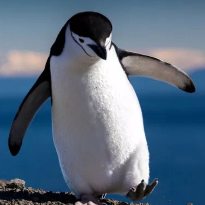 buy tiktok account