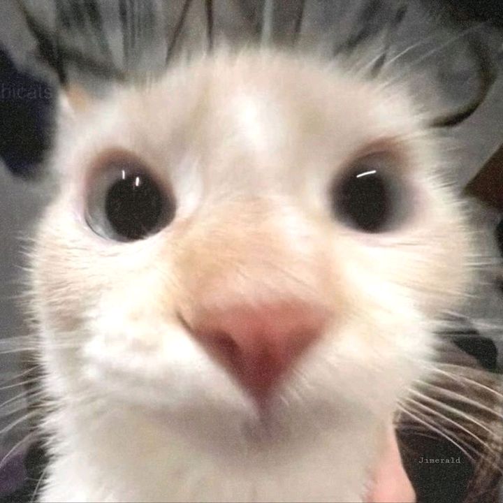 buy tiktok account