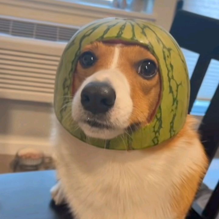 buy tiktok account