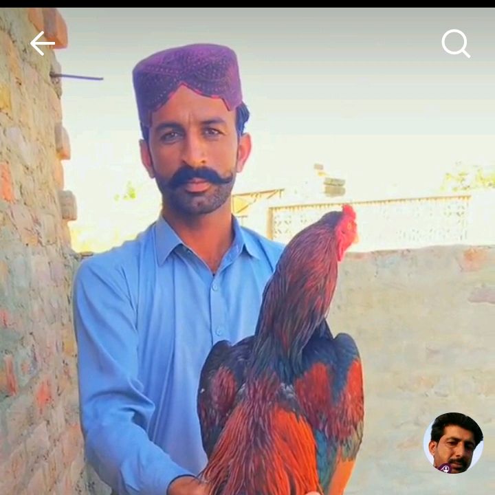 buy tiktok account