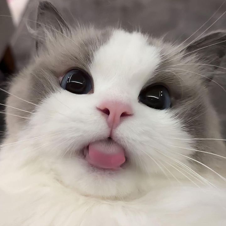 buy tiktok account