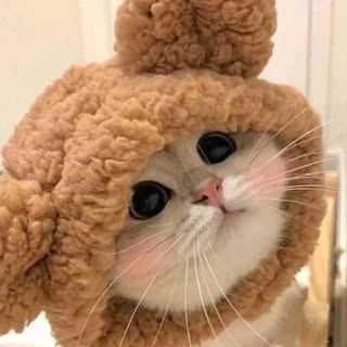 buy theme page