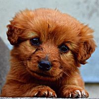 buy  account ********imals.tv