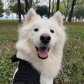 buy theme page