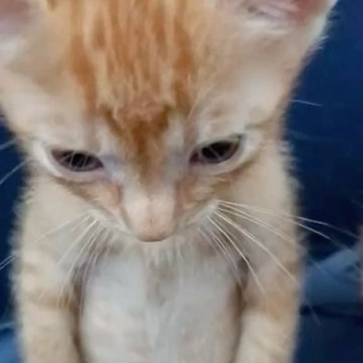 buy tiktok account