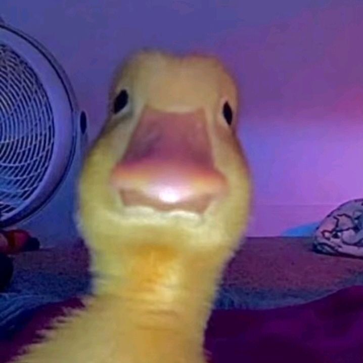 buy tiktok account