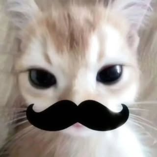 buy theme page