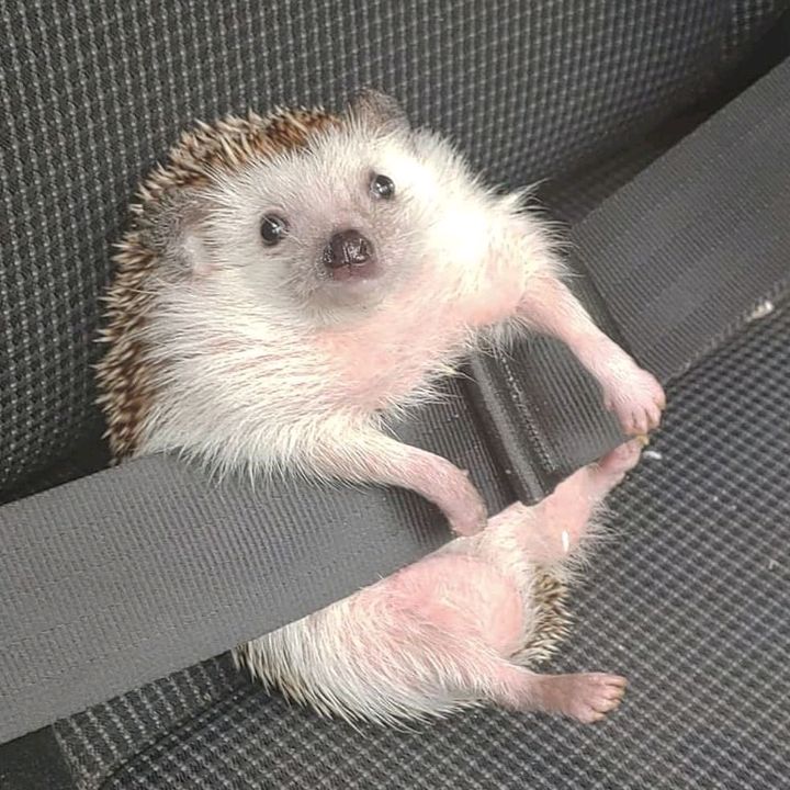 buy  account ********edgehogs