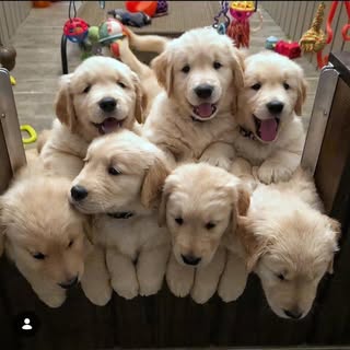buy theme page