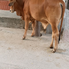 buy  account *****Ikraam