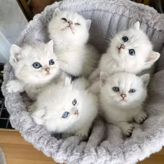 buy theme page
