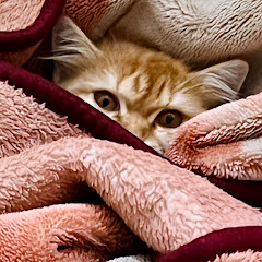 buy  account ******cat123