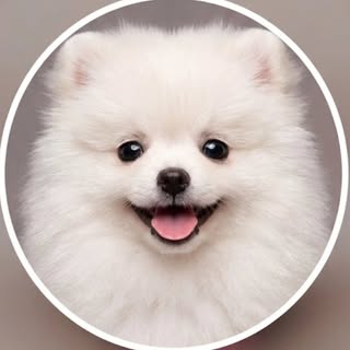buy theme page