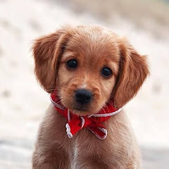 buy  account ***** paws