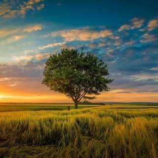 buy theme page
