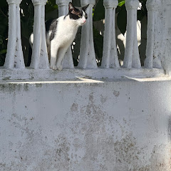 buy theme page ****** Kitten