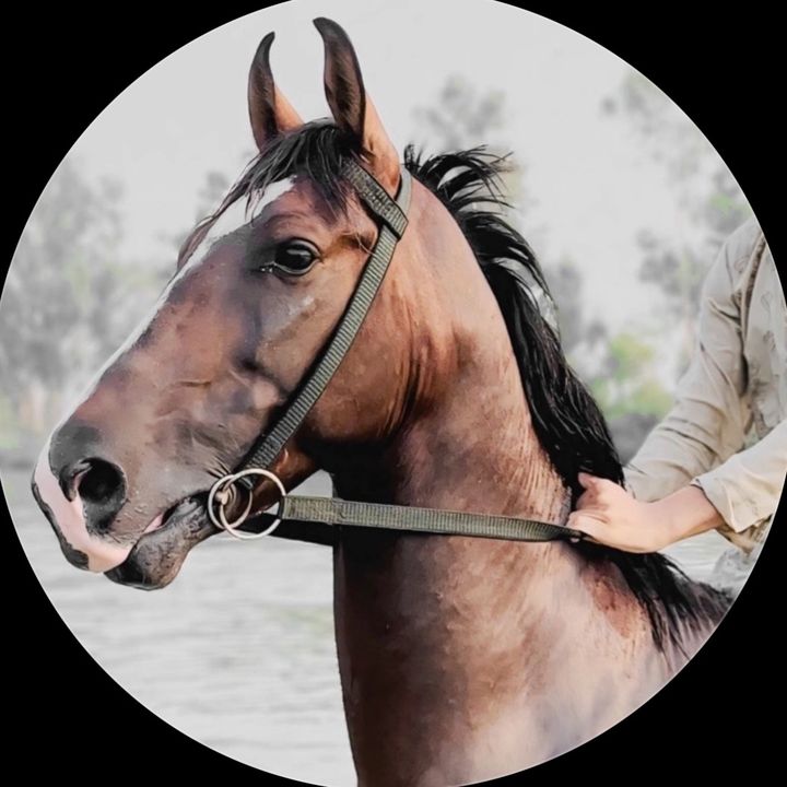 buy  account ***qen7
