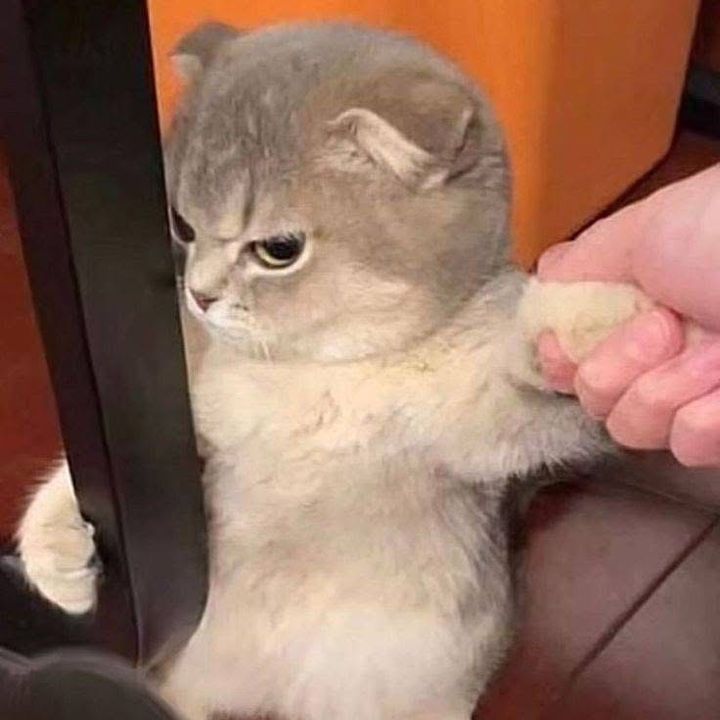 buy tiktok account