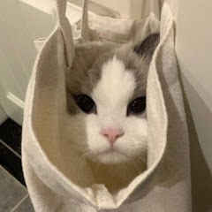 buy  account ******cat.098