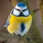 buy theme page *******ve_bird