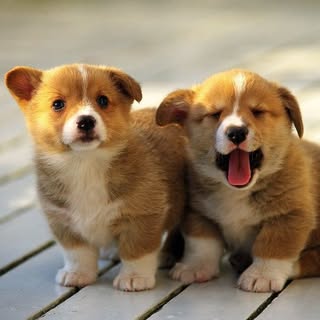 buy theme page