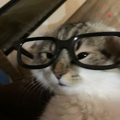 buy account **** Cat buy account **** Cat
