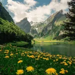 buy theme page
